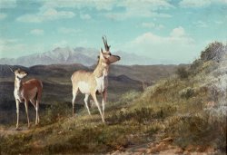 Albert Bierstadt Antelope