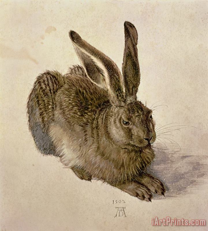 Hare painting - Albrecht Durer Hare Art Print Hare painting - Albrecht Durer Hare Art Print