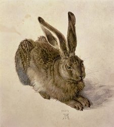 Albrecht Durer Hare