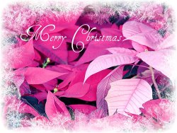Blair Wainman Christmas Poinsettia