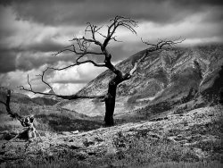 Blair Wainman The Burmis Tree