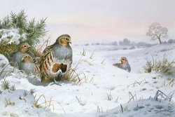 Carl Donner Grey Partridge
