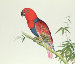 Chinese School Electus Parrot On A Bamboo Shoot