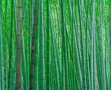 Bright Green Bamboo Forest in Kyoto Japan by Collection