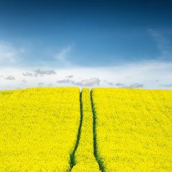 Collection 11 Daydreams