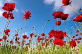 Poppies Season