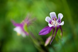 Collection 3 Purple Columbine Wildflower