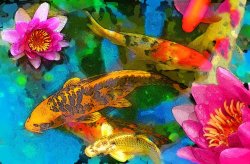 Collection 8 Koi play