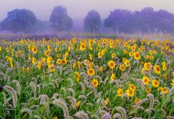 Collection 8 Morning mist