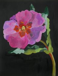 Deborah Barton Cistus New Zealand