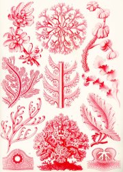 Ernst Haeckel Examples Of Florideae From Kunstformen Der Natur