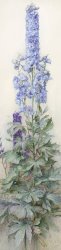 James Valentine Jelley Delphiniums