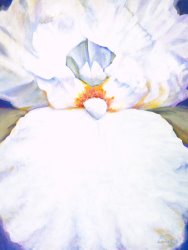 Jerome Lawrence Chastity II White Iris