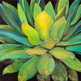 Agave by Jillian David