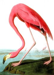 John James Audubon American Flamingo