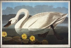 John James Audubon Audubon Common American Swan Whistling Swan