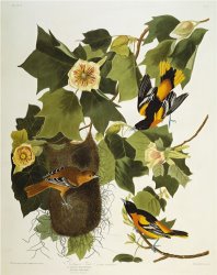 John James Audubon Baltimore Oriole Northern Oriole Icterus Galula From The Birds of America