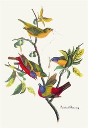 John James Audubon Painted Bunting