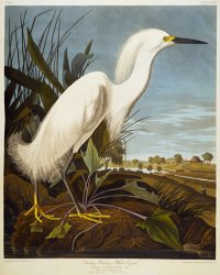 John James Audubon Snowy Heron