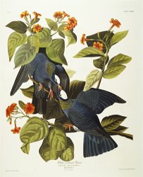 John James Audubon White Crowned Pigeon Columba Leucocephala Plate Clxxvii From The Birds of America