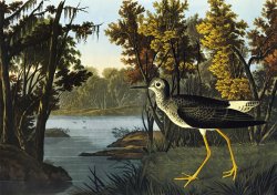 John James Audubon Yellow Shank
