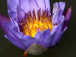 John Lautermilch Lily Aglow