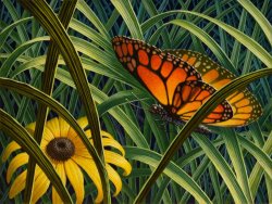 Leonard Koscianski Black Eyed Susan, 2020