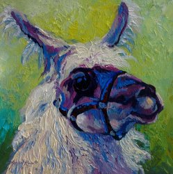 Marion Rose Lilloet - Llama