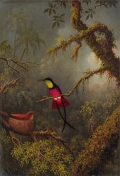 Martin Johnson Heade A Pair of Nesting Crimson Topaz Hummingbirds
