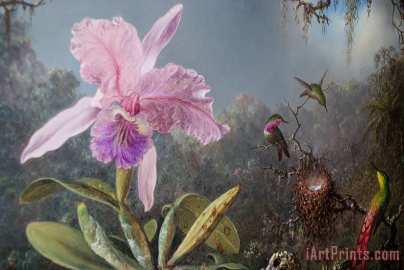 Martin Johnson Heade Cattleya Orchid And Three Hummingbirds Art Print