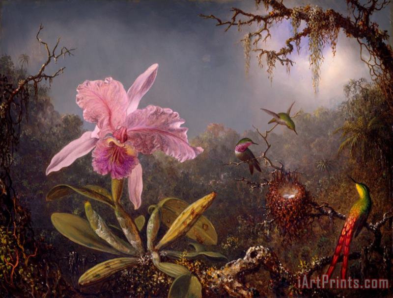 Martin Johnson Heade Cattleya Orchid And Three Hummingbirds Art Print