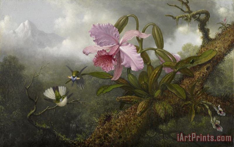 Martin Johnson Heade Cattleya Orchid, Two Hummingbirds, And a Beetle Art Print
