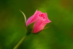 Michael Greenaway Blooming Pink Rose