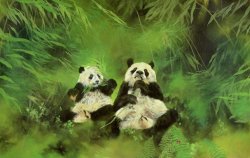Odile Kidd Pandas