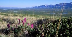 Others Altay Lakes Dzhulukul