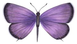 Others Eastern Tailed Blue Butterfly