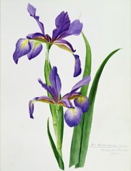 Others Iris monspur
