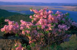 Others Khasanskiy Nature Park