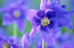 Others Purple Flowers