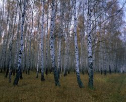Others Spasskoye Lutovinovo