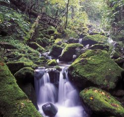 Others Ussuri Territory