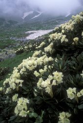 Others Wild Rhododendrons On A Hillside