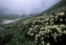 Others Wild Rhododendrons On A Hillside