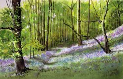 Paul Dene Marlor Path through bluebell wood