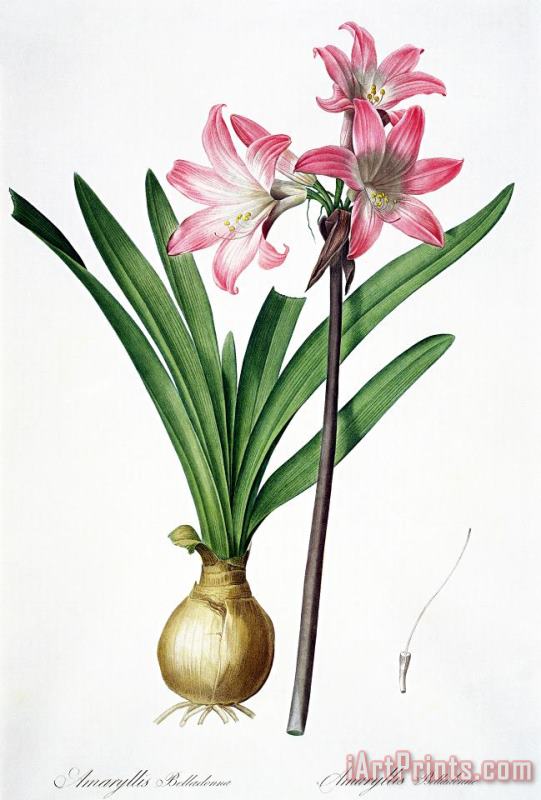 Pierre Joseph Redoute Amaryllis Belladonna From Les Liliacees Engraved By De Gouy Art Print