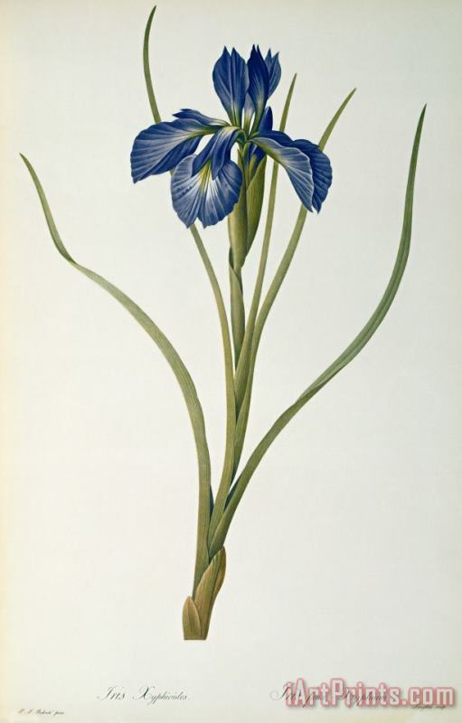 Iris Xyphioides painting - Pierre Joseph Redoute Iris Xyphioides Art Print