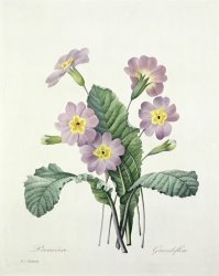 Pierre Joseph Redoute Primrose