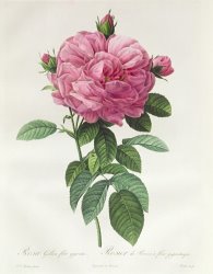 Pierre Joseph Redoute Rosa Gallica Flore Giganteo