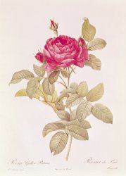 Pierre Joseph Redoute Rosa Gallica Pontiana
