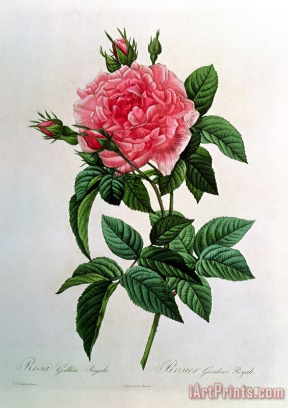 Pierre Joseph Redoute Rosa Gallica Regallis Art Print